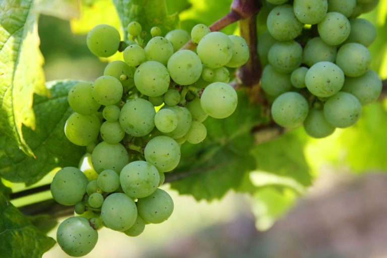 grapes-439300_1920