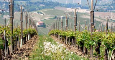 What is Bio-dynamic Wine? What is Bio-dynamic Wine?